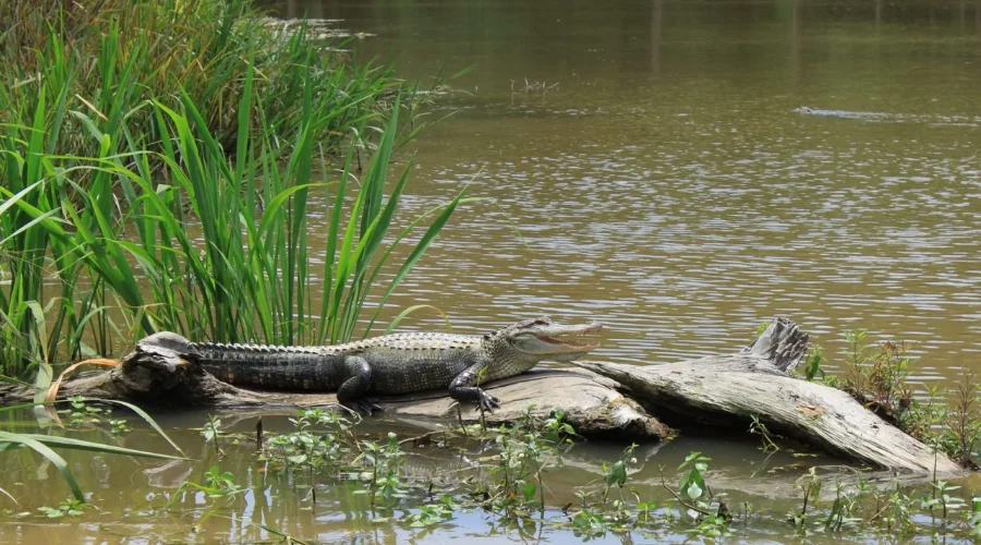 Practical Tips for Enjoying the Honey Island Swamp Tour