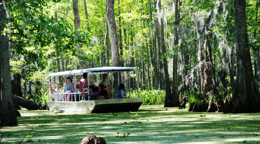 honey island swamp tour